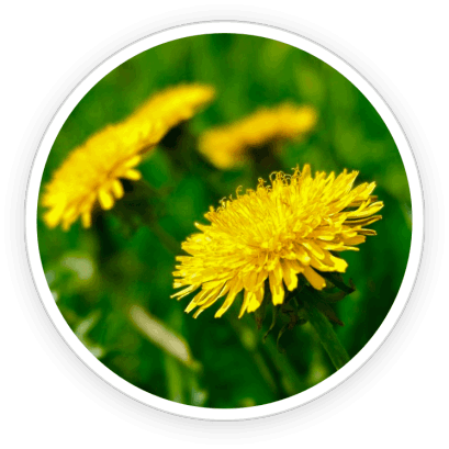 PrimeBiome   Ingredients 